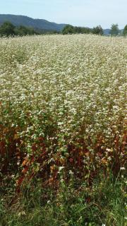 moonflower - Pliskovica - 7