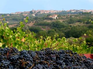 Agriturismo La Torretta - apt 4rooms with pool - Siena - 5