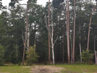 Ferienwohnung OG Graal-Müritz Küstenwald - Graal-Müritz - 2