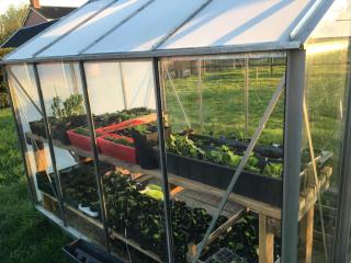 Onder De Boom - Gerkesklooster - 1