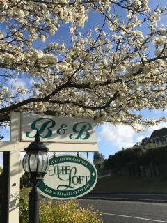 The Loft Bed and Breakfast - Taupo - 8