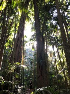 Bank House Tamborine Mountain - Tamborine Mountain - 5