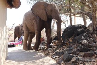 Mbizi Bush Lodge - 6