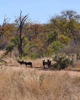 Mbizi Bush Lodge - Grietjie Nature Reserve - 4
