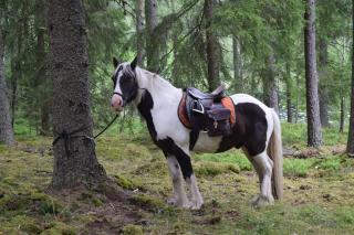 Ekologiska Fru Gran B&B i Tiveden - Gårdsjö - 4