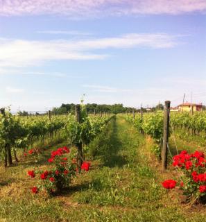 Agriturismo Gazza Ladra - Noventa di Piave - 9