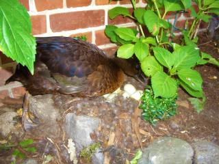 Ferienhaus Eichhof, Garlstorf - Lüneburger Heide - Garlstorf - 3