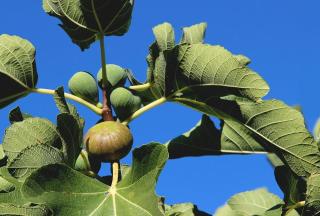 Casa Cuculo - Rustico mit traumhaftem Meerblick - 8