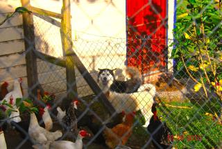 Hostal Casa Pedro Boquete - 2