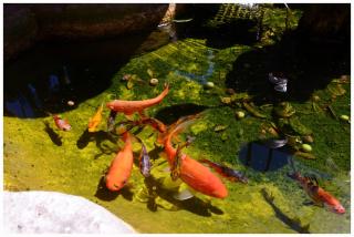 Il Villino Apartments - 5