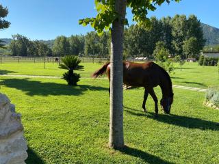 Family Farm Soc. Agr. a r.l. - Vairano Patenora - 2