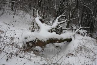 Ferienpark Winterberg - 1