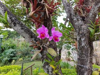 Residencial Flor- Hilda - Itaipava - 0