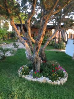 Villa Edo - Cala Liberotto - 5