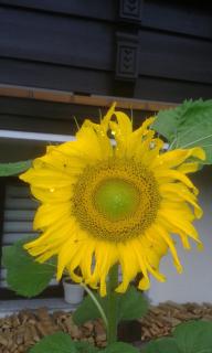 Ferienwohnung Ronacher - 3