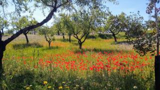 Cortijo La Estrella - Vélez Rubio - 2
