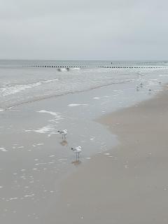 Achterwasser Blick - Ückeritz - 7