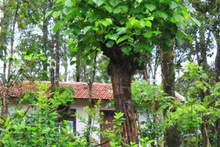 Vastare Homestay and Resort Chikmagalur - Avathi - 0