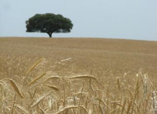 Hospedaria A Italiana - Moura - 9