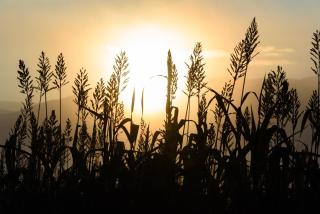 La Calma de Bellver - 4