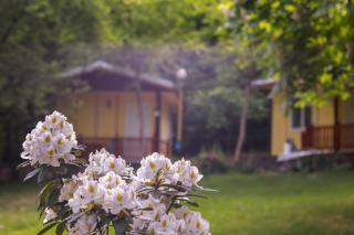 Ideal bungalow for 2 or 3 guests surrounded by a lovely garden - 2