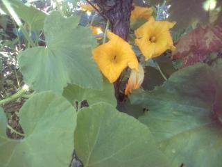 вилна зона Златни пясъци, спирка Ален мак - 6