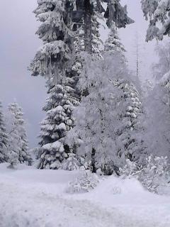 CrisAnd Wald &Terrasse - Altenau - 5