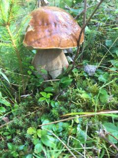 Яблуневий сад - 8