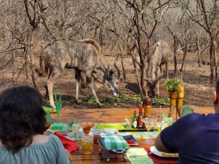 Wielewaal Bush Lodge - 9