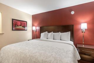 Red Roof Inn PLUS & Suites Houston - IAH Airport SW - Houston - 2