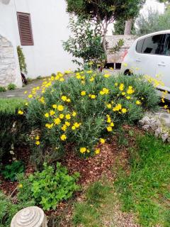 Apartments Rina - Rovinj - 7