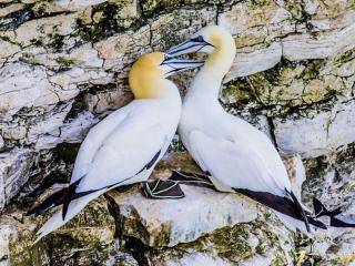 Happy Days Holidays - Flamborough - 4