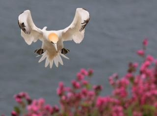 Happy Days Holidays - Flamborough - 3
