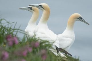 Happy Days Holidays - Flamborough - 2