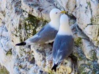 Happy Days Holidays - Flamborough - 7