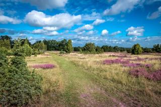 Ferienwohnung Heide View - Bispingen - 3