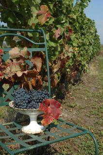 Domaine de la Queyssie - Saussignac - 3
