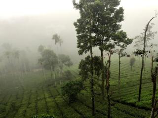 Vythiri Stream View - Vythiri - 1