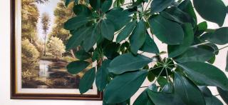 Garden Boutique B&B - Tirana - 9