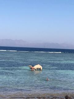Moudy’s House - Dahab - 2