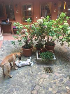 CASA DEOGRACIAS - Veguellina de Órbigo - 5