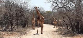 Kruger Riverside Lodge - No Load-shedding - Marloth Park - 5