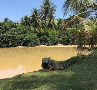 Casa Coral - Luquillo - 1