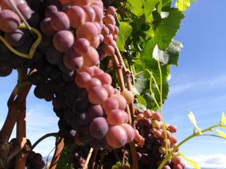 Ansitz Grustdorf - Appiano sulla Strada del Vino - 1