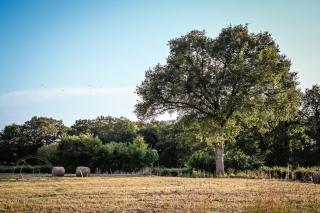 Studio Les Pourettes - Feusines - 6