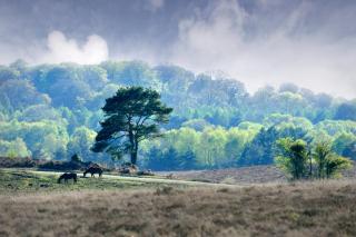 Careys Manor Hotel & SenSpa - Brockenhurst - 4