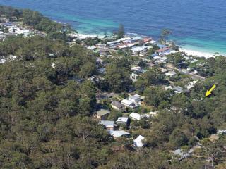 Black Wattle at Hyams Beach - Hyams Beach - 0