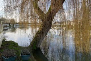 Duckling View - 9