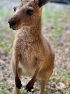 Noosa Rural Retreat - Pomona - 7