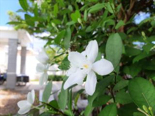 บ้านพิมพ์มาดา พูลวิลล่า หัวหิน มีโอเกะ ปิ้งย่าง เสียงดังได้ รองรับ 4-10 คน - 2